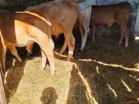 Býk, Simmental cattle — foto 5