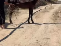 At, Karabakh horse — foto 1