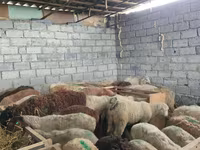 Owca, Beulah Speckled face sheep — zdjęcie 6