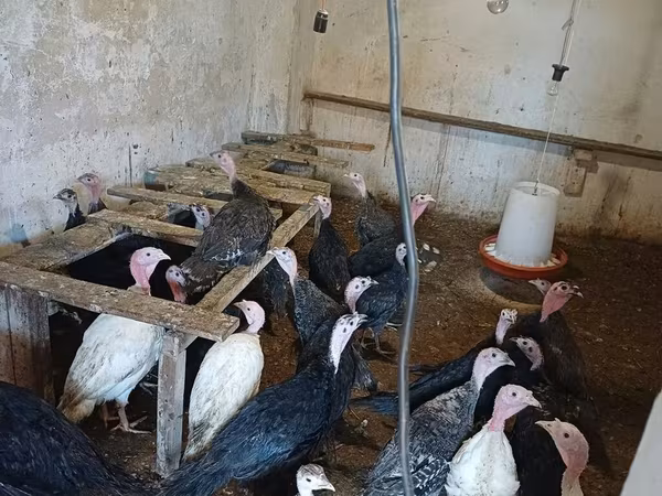 Turkeys — Azerbaijan