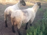 Qoç, White Suffolk sheep — foto 3