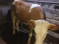 Cow, Simmental cattle — photo 2