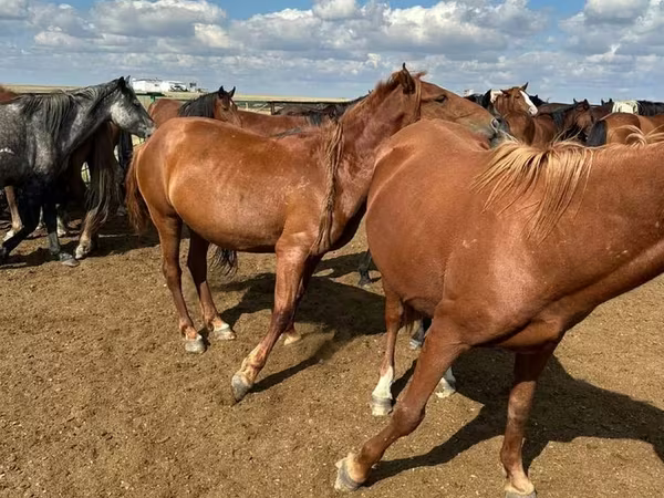 母马, Horse breed