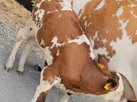 İnək, Simmental cattle — foto 1