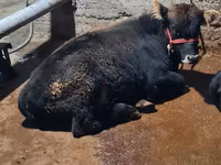 Buğa, Swedish red cattle — foto 3
