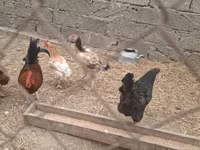 Chickens — foto 2