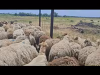 Sheep, Sheep — photo 8