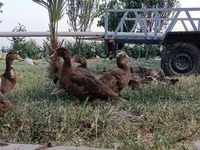 Ducks — photo 3