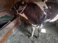 Byk, Russian Black pied cattle — zdjęcie 4