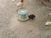 Chickens — foto 7