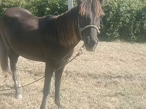 Mare, Azerbaijan horse