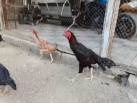 Chickens — foto 3