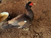 Ducks — photo 1