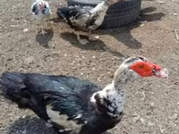 Ducks — photo 3