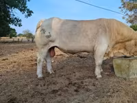 Buğa, Charolais cattle — foto 3
