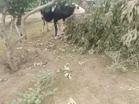 Krava, Simmental cattle — foto 5