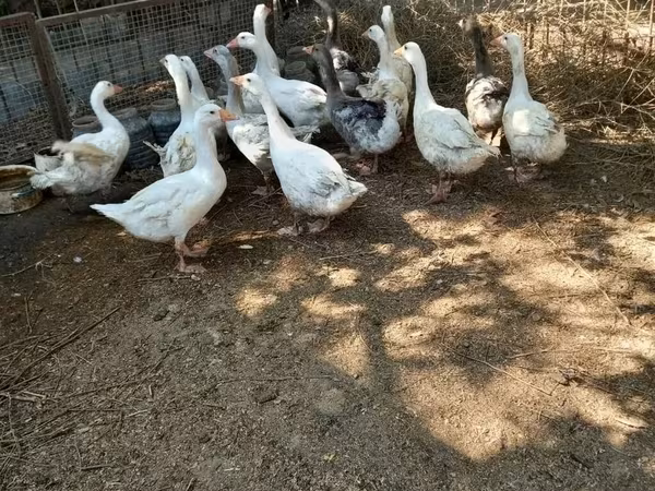 Geese