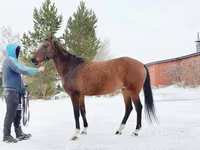 Kobyła, Akhal-Teke — zdjęcie 4