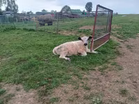 Bull, Galloway cow — photo 2