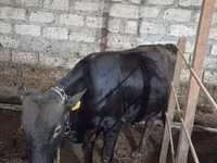 Buğa, Aberdin – Angus — foto 5