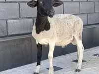 मेढ़ा, Hissar sheep — फ़ोटो 2