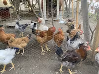 Chickens — फ़ोटो 3