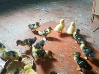 Ducks — photo 6