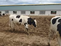Cow, Russian Black pied cattle — photo 3