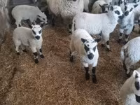 मेढ़ा, Cerry Hill sheep — फ़ोटो 4