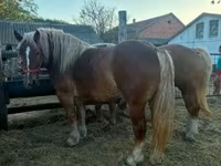 Kobyła, Hungarian horse breed — zdjęcie 1