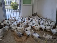 Chickens — photo 1