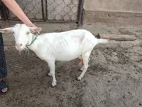 母山羊, Saanen goat — 照片 4