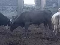 Býk, Červená stepní kráva — foto 1