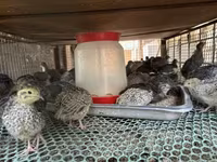 Quails — Foto 2