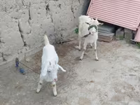 Cabra, Cabras — foto 1