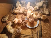 Turkeys — photo 2