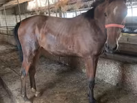母马, Thoroughbred horse — 照片 6