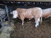 Buğa, Blonde d’Aquitane cattle — foto 4