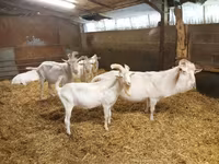 Keçi, Saanen goat — foto 1