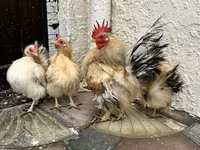 सेरामा — फ़ोटो 2