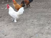 Chickens — photo 1