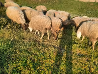 Qoyunlar (partiya, cinsi göstərilməyib), Qoyunlar — foto 1
