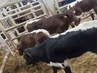 Bulle, Simmental cattle — Foto 5