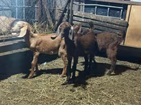 山羊（批次，未指定性别）, Goats — 照片 1