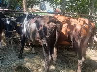 İnək, Simmental cattle — foto 5