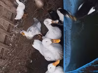 Ducks — photo 1
