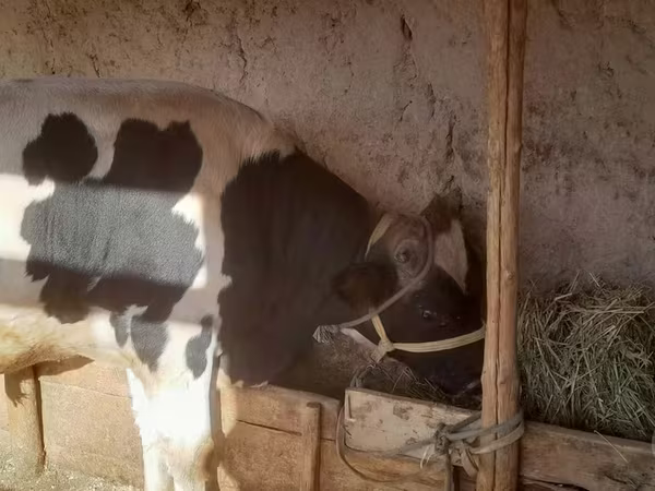 Buğa, Russian Black pied cattle