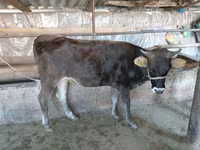 Kuh, Russian Black pied cattle — Foto 2