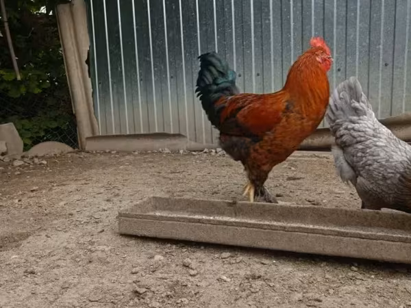 Chickens — أرمينيا