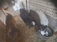 Cabra, Cabras — foto 2